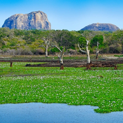 Parco nazionale di Yala